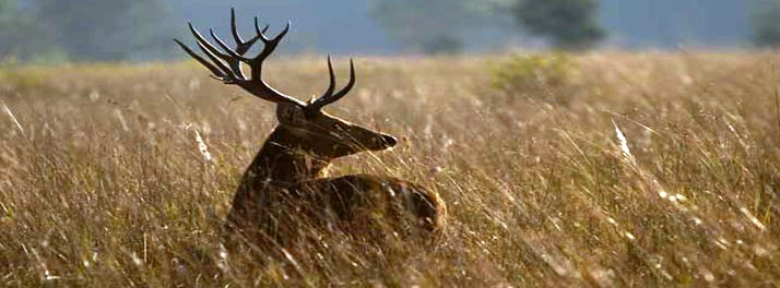 716/Taj Baghvan - Pench National Park 12.jpg